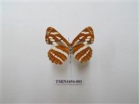 藏品(豆環蛺蝶)的圖片